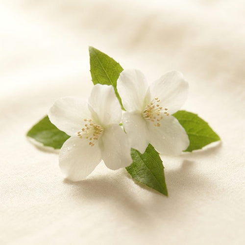 Jasmin