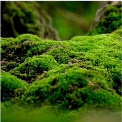 MOSSELIXIR™ EXTRAKT